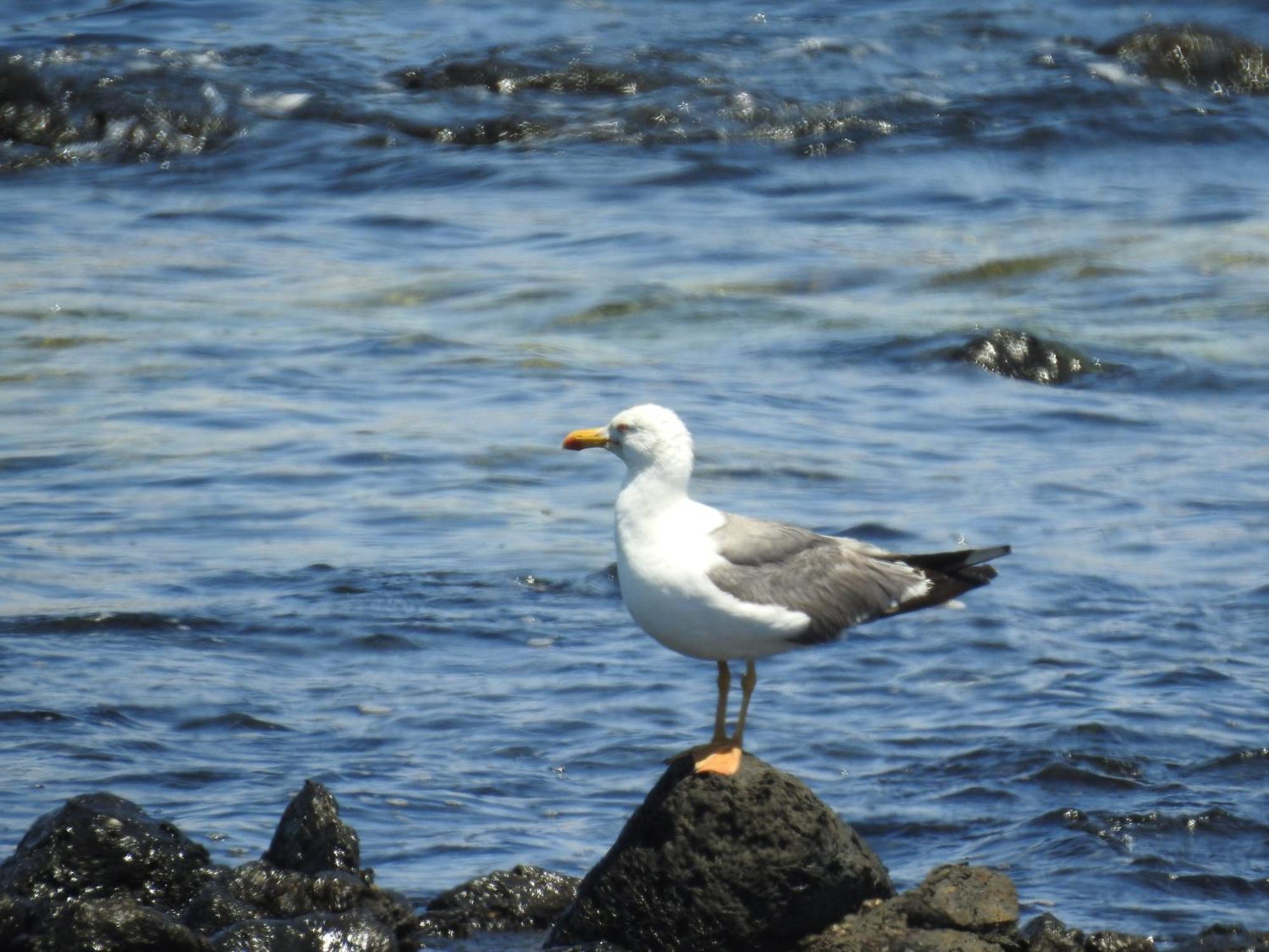El Atico Bonito Lägenhet Las Playas Exteriör bild