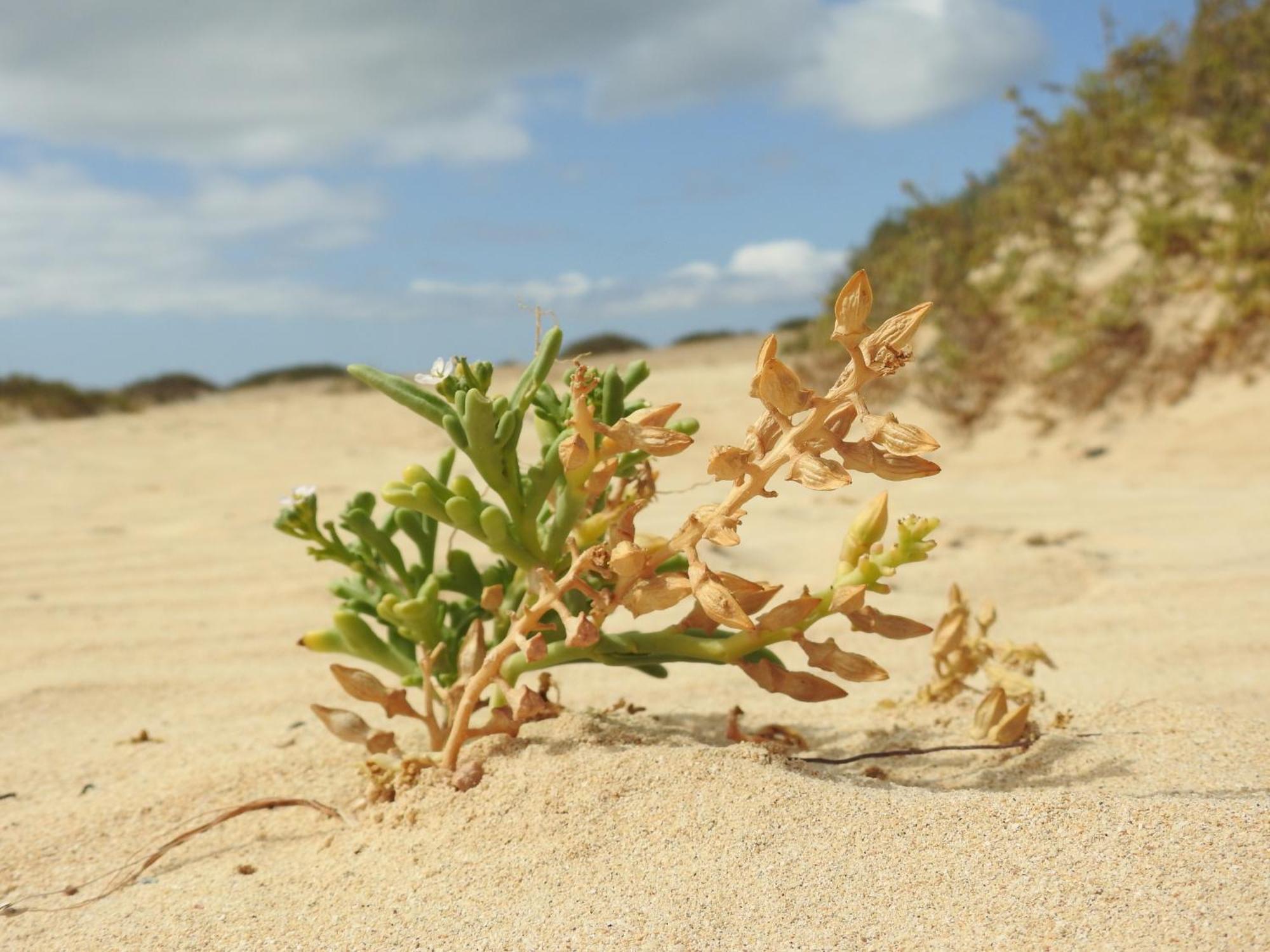 El Atico Bonito Lägenhet Las Playas Exteriör bild